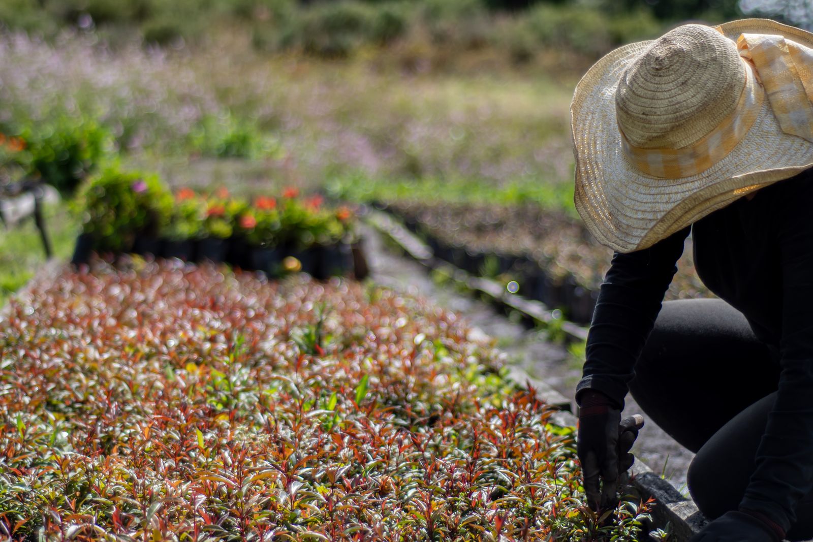 Persona con sombrero cuidando plantas en un jardín