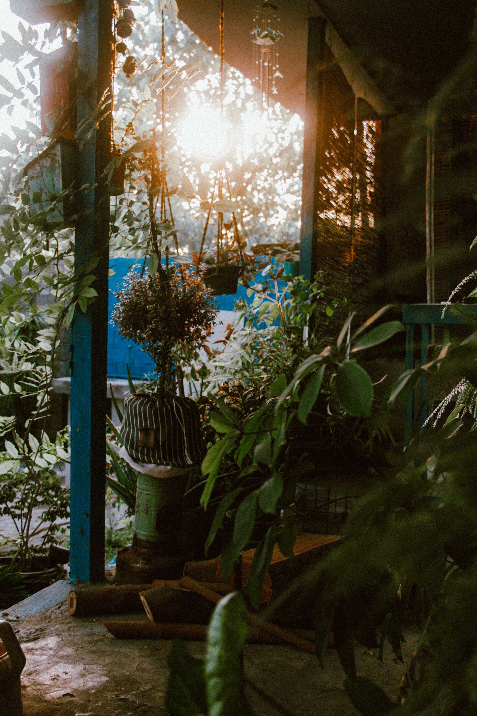 Patio con abundantes plantas iluminadas por luz cálida